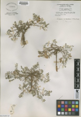 Astragalus kernensis subsp. charlestonensis image