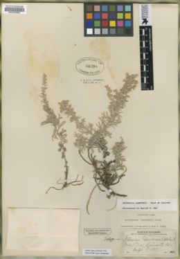 Image of Artemisia coloradensis
