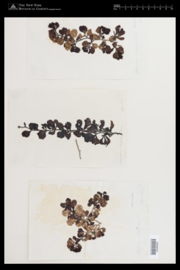 Sargassum ilicifolium image