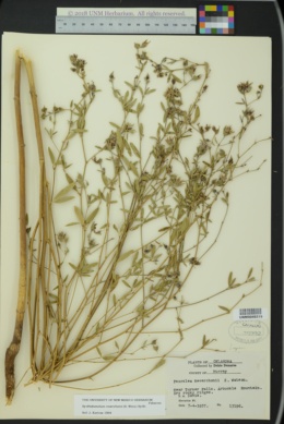 Image of Pediomelum reverchonii