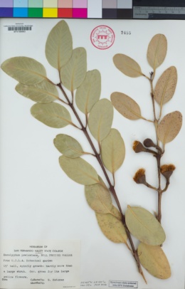 Image of Eucalyptus preissiana