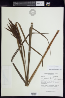 Carex jamesonii image