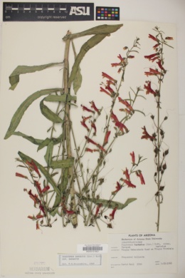 Penstemon barbatus subsp. barbatus image