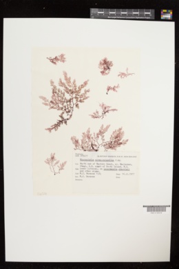 Microcladia novae-zelandiae image
