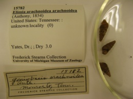 Elimia arachnoidea arachnoidea image