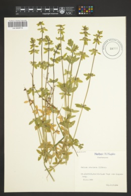 Image of Galium cruciata