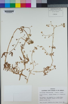 Pholistoma membranaceum image