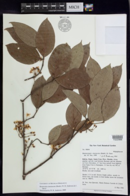 Bronwenia cinerascens image