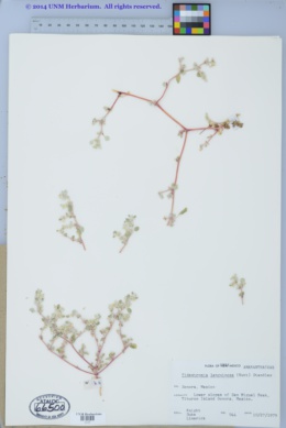 Tidestromia lanuginosa var. eliassoniana image