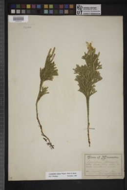 Image of Dendrolycopodium hickeyi