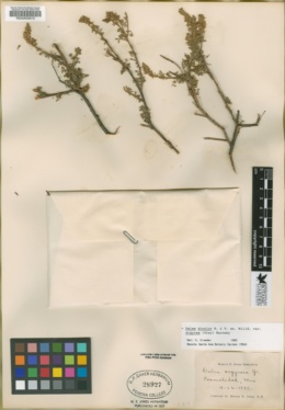 Dalea bicolor var. argyrea image