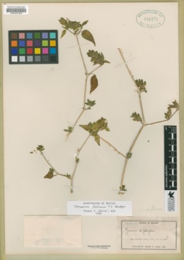 Tetramerium fruticosum image