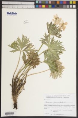 Image of Anemone fasciculata