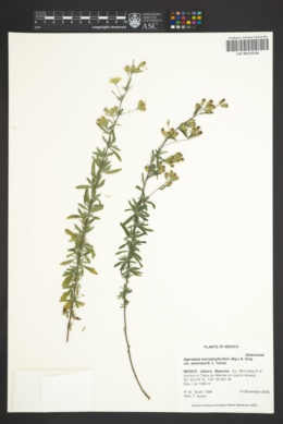 Ageratella microphylla image