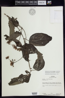 Stigmaphyllon panamense image