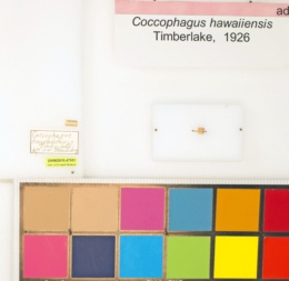 Coccophagus hawaiiensis image