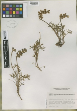 Lupinus hautcarazensis image