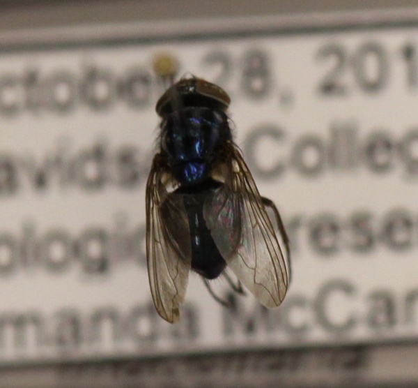 Cochliomyia macellaria image