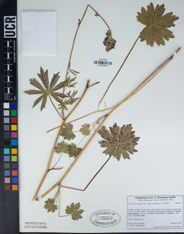 Sidalcea oregana subsp. valida image