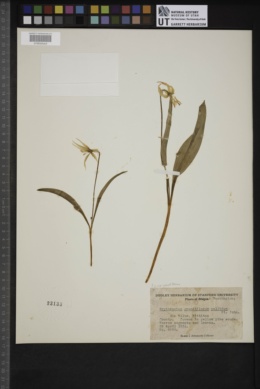 Erythronium grandiflorum subsp. grandiflorum image