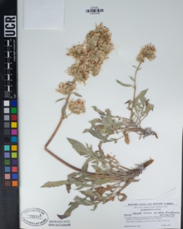 Phacelia imbricata subsp. patula image