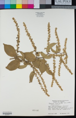 Gouania lupuloides image