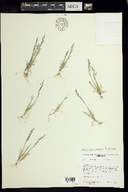 Muhlenbergia biloba image
