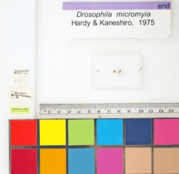 Drosophila micromyia image