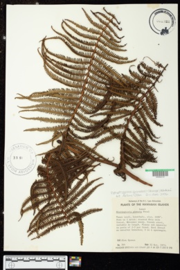 Diplopterigium pinnatum image