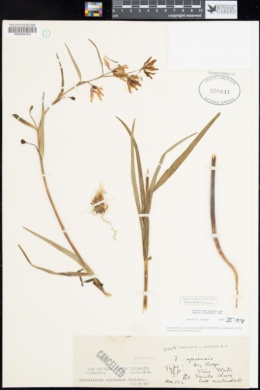 Image of Fritillaria ojaiensis