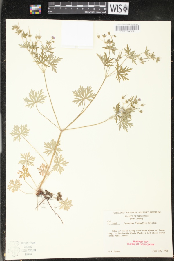 Geranium bicknellii var. bicknellii image