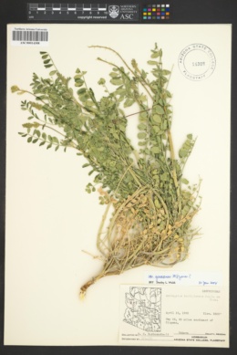 Astragalus lentiginosus var. yuccanus image