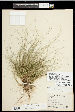 Image of Carex mckittrickensis