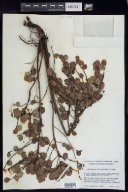 Phyllanthus williamioides image
