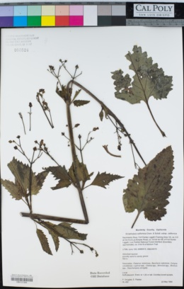 Scrophularia californica subsp. californica image