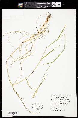Alopecurus geniculatus image