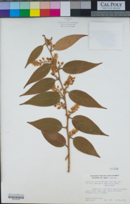 Leucothoe axillaris var. editorum image