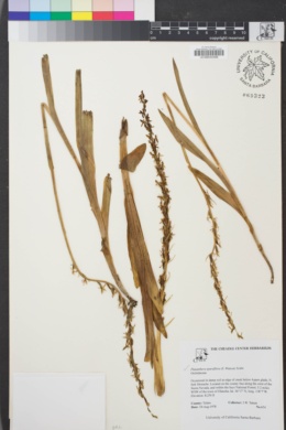 Image of Platanthera sparsiflora
