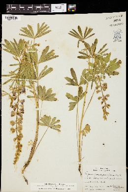 Lupinus pseudoparviflorus image