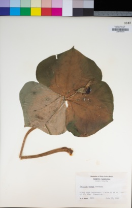 Image of Trillium vaseyi