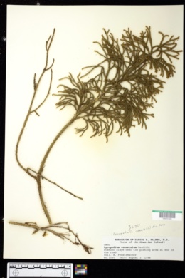 Lycopodium venustulum image
