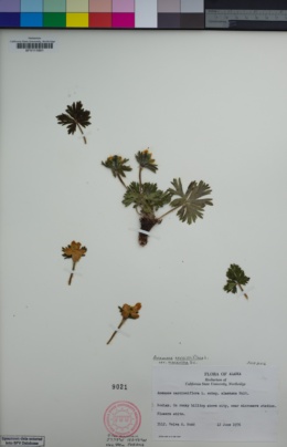 Anemonastrum narcissiflorum subsp. monantha image
