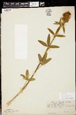 Trifolium pannonicum image