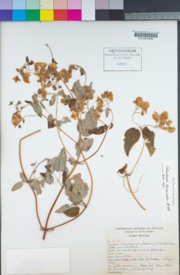 Image of Calceolaria bicrenata