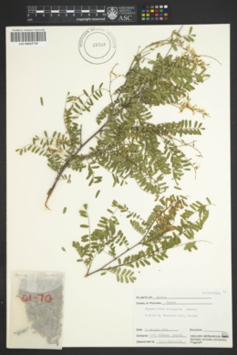 Eysenhardtia reticulata image