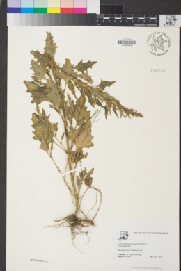 Chenopodium macrospermum image