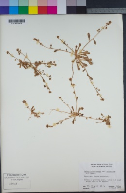 Image of Calyptridium arizonicum