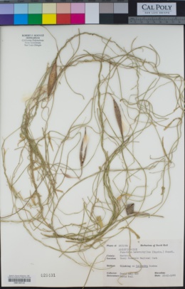 Image of Funastrum heterophyllum