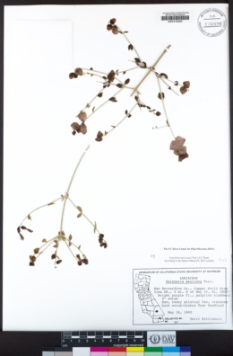 Scutellaria mexicana image