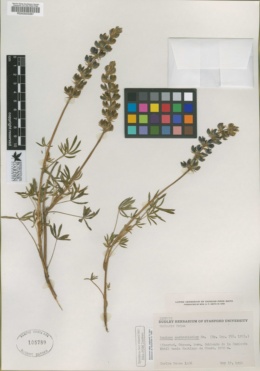 Image of Lupinus austrobicolor